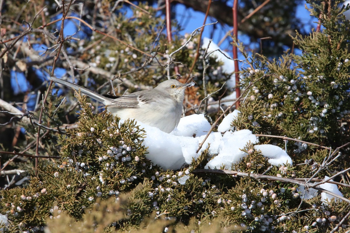 Northern Mockingbird - ML646935315