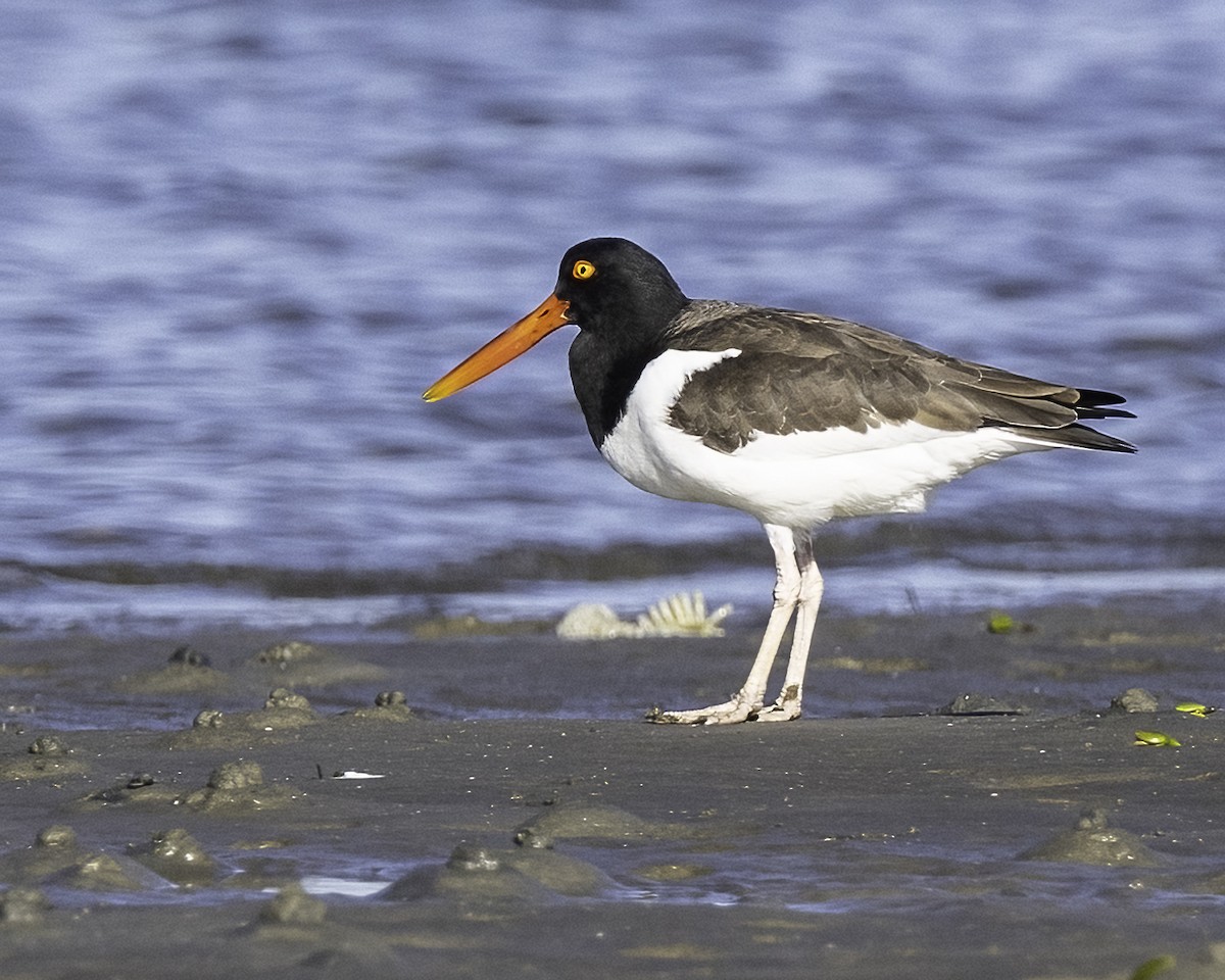 American Oystercatcher - ML646935316