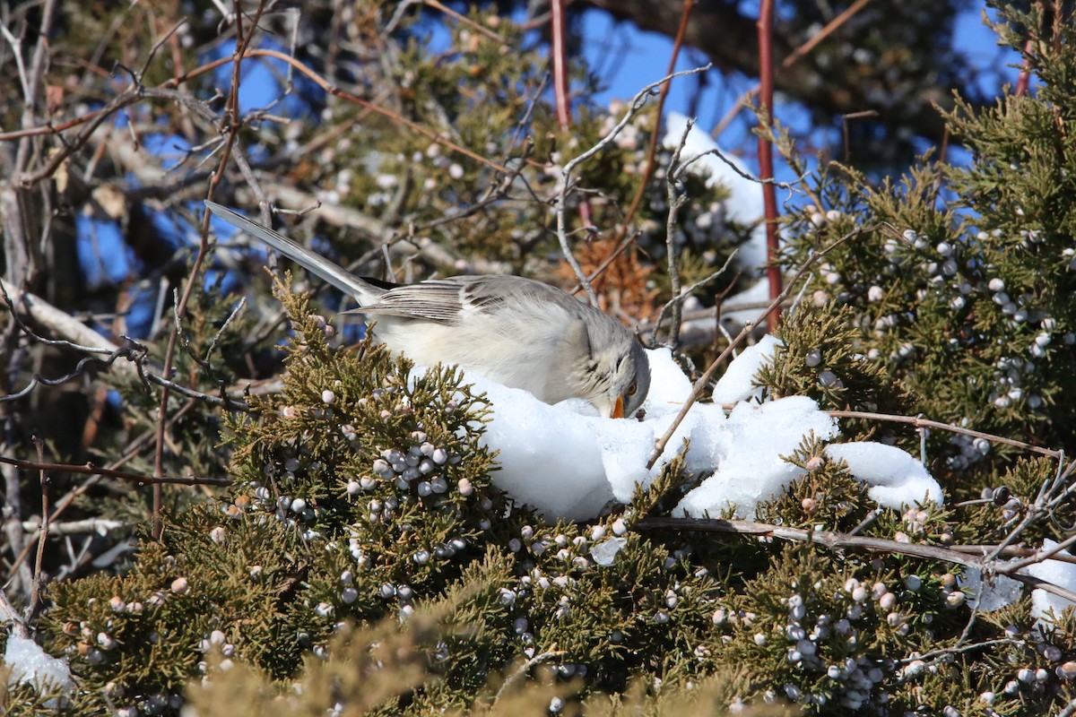 Northern Mockingbird - ML646935317