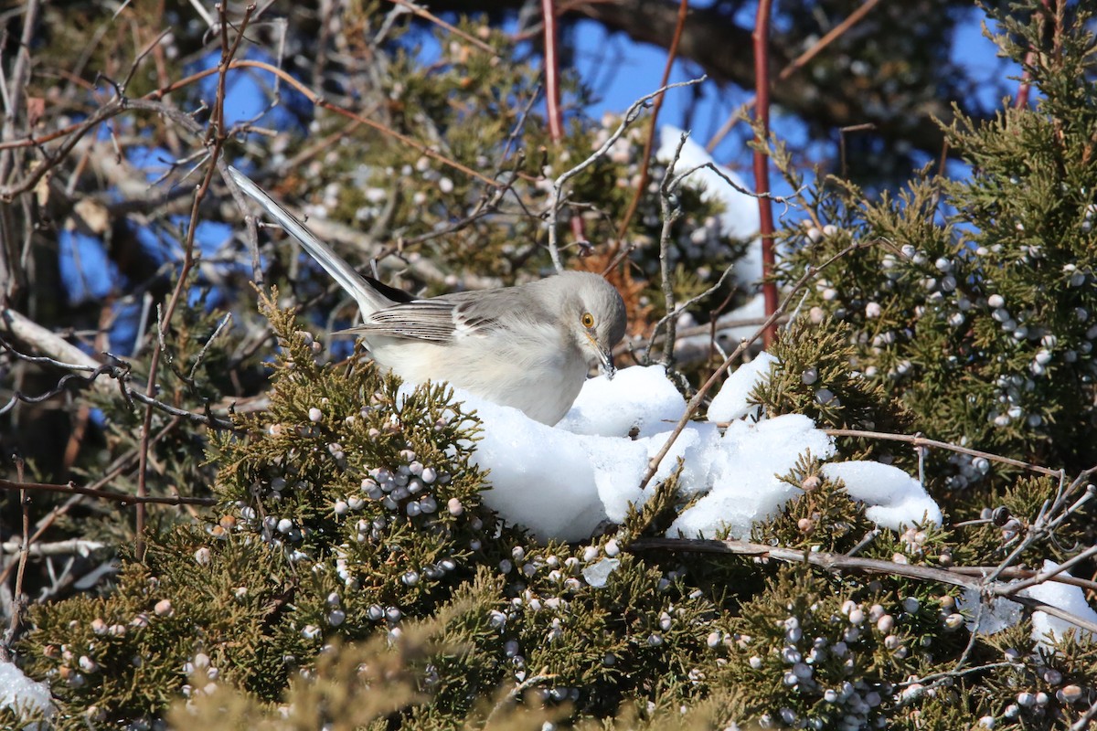 Northern Mockingbird - ML646935318