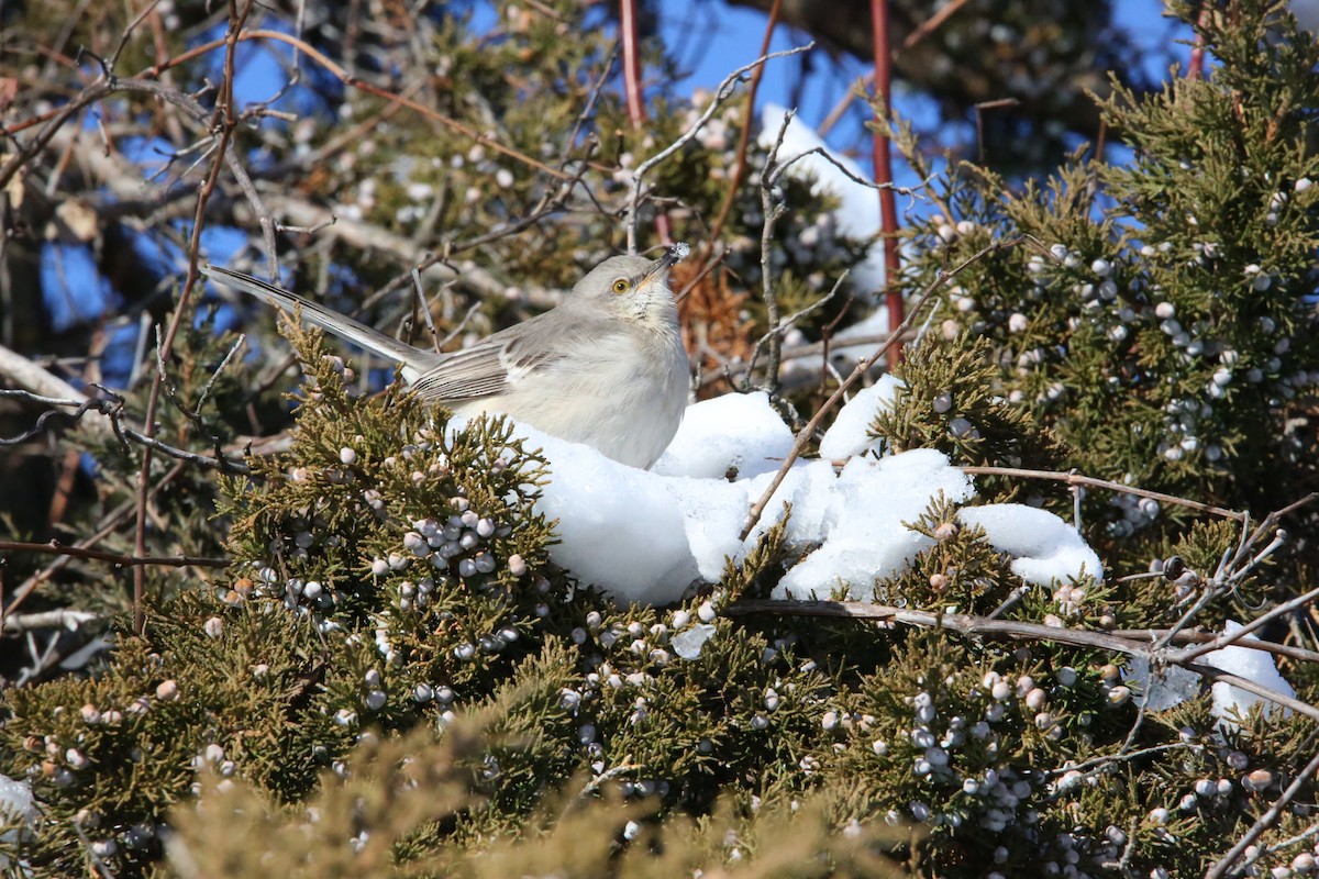Northern Mockingbird - ML646935319