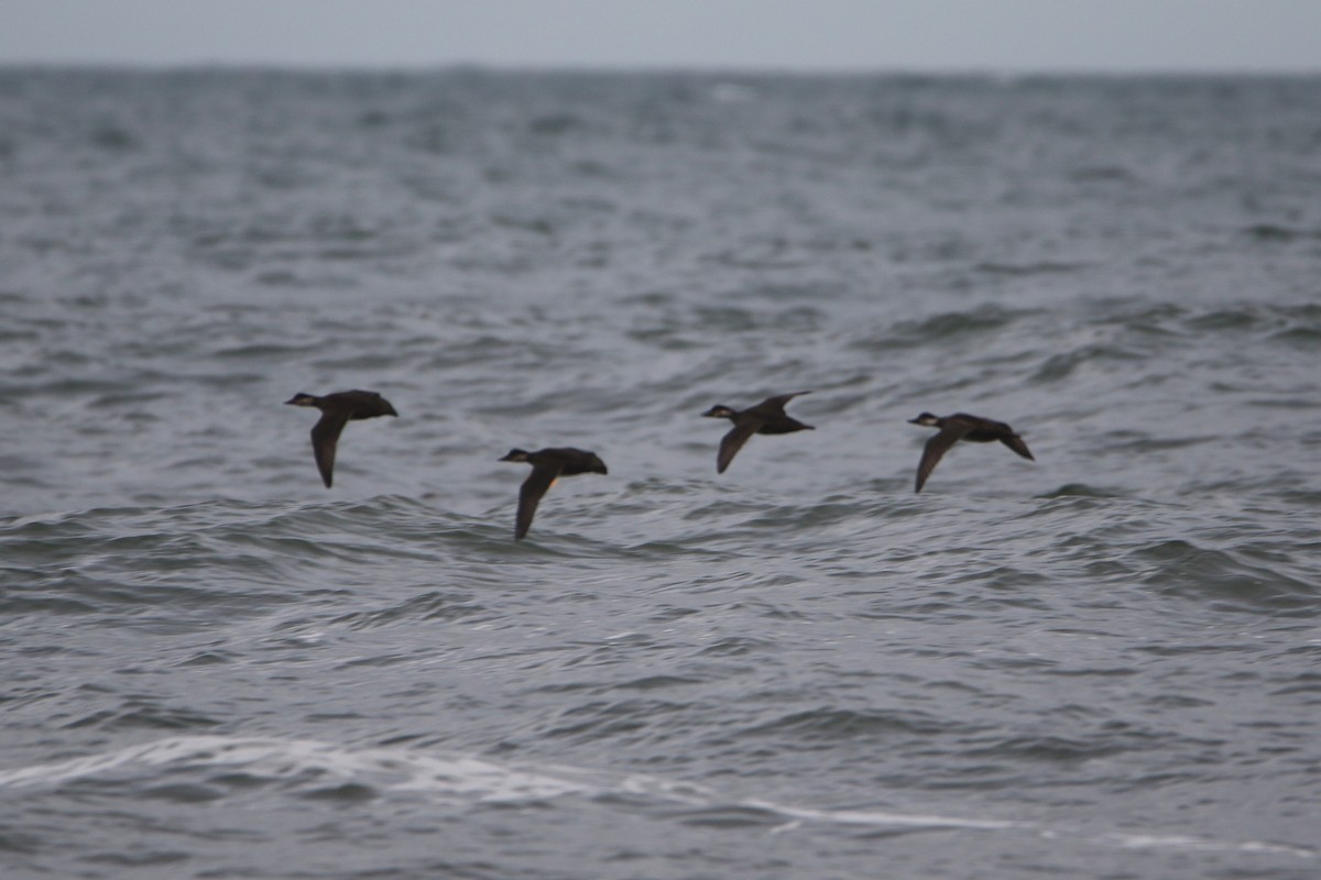 Common Scoter - ML646935320