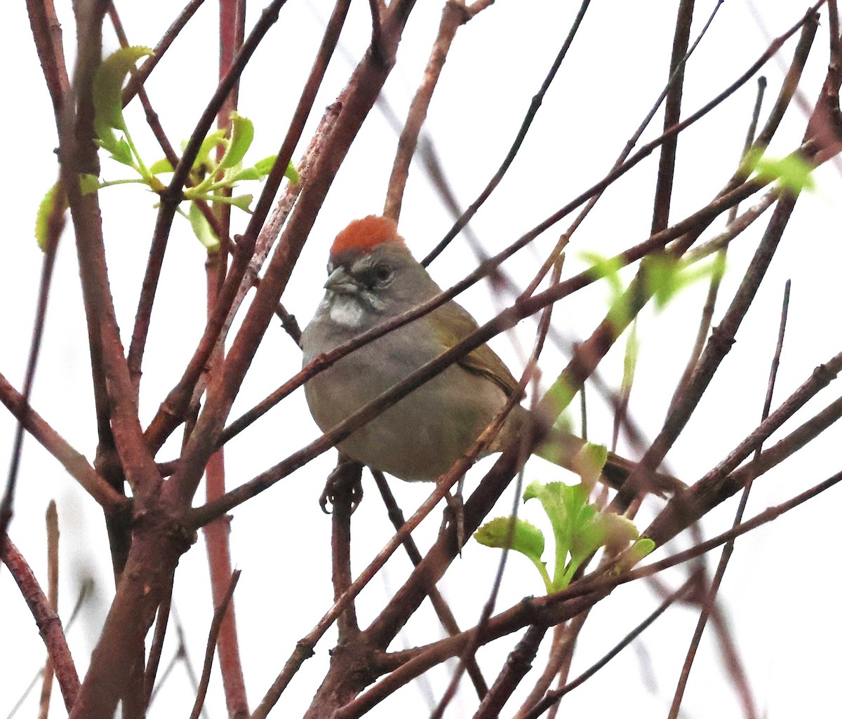 Green-tailed Towhee - ML646935321