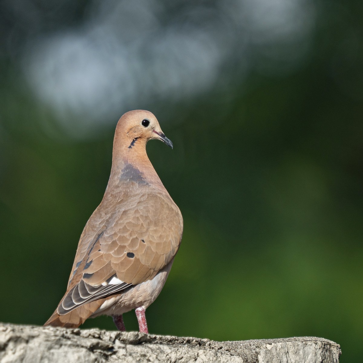 Zenaida Dove - ML646935323