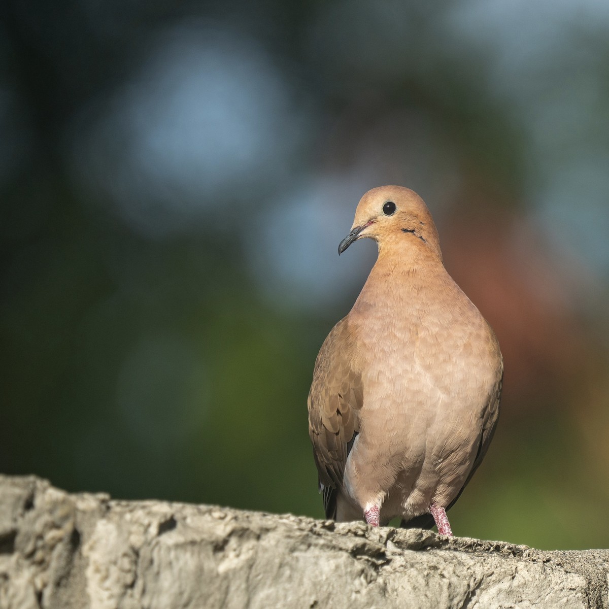 Zenaida Dove - ML646935324
