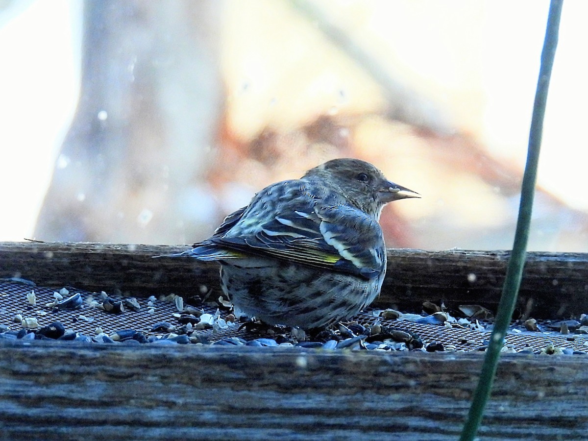 Tarin des pins - ML646935327