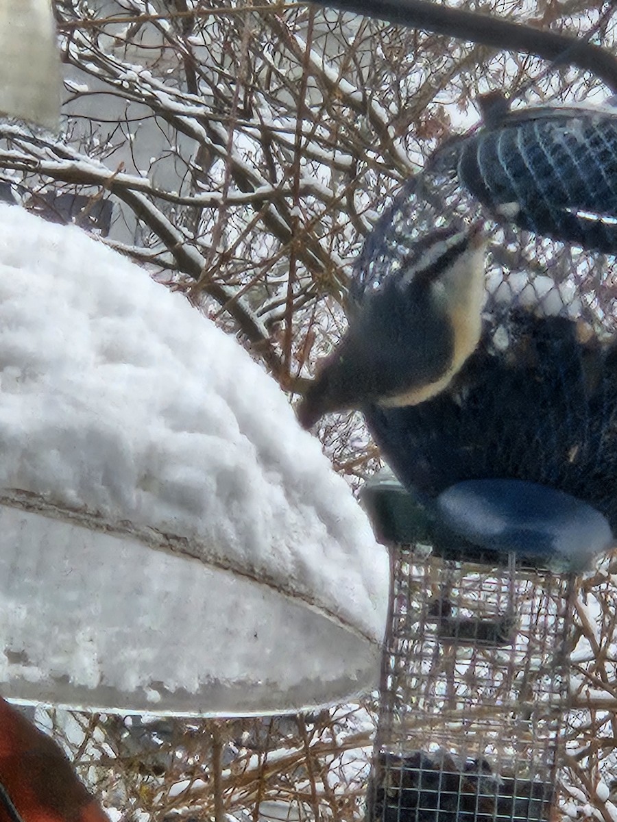 Red-breasted Nuthatch - ML646935329