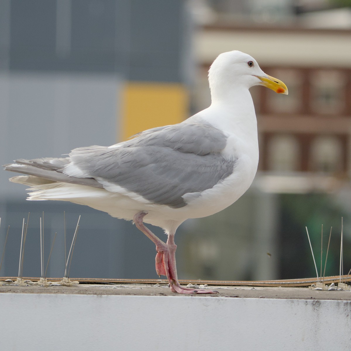 Серокрылая чайка - ML646935331