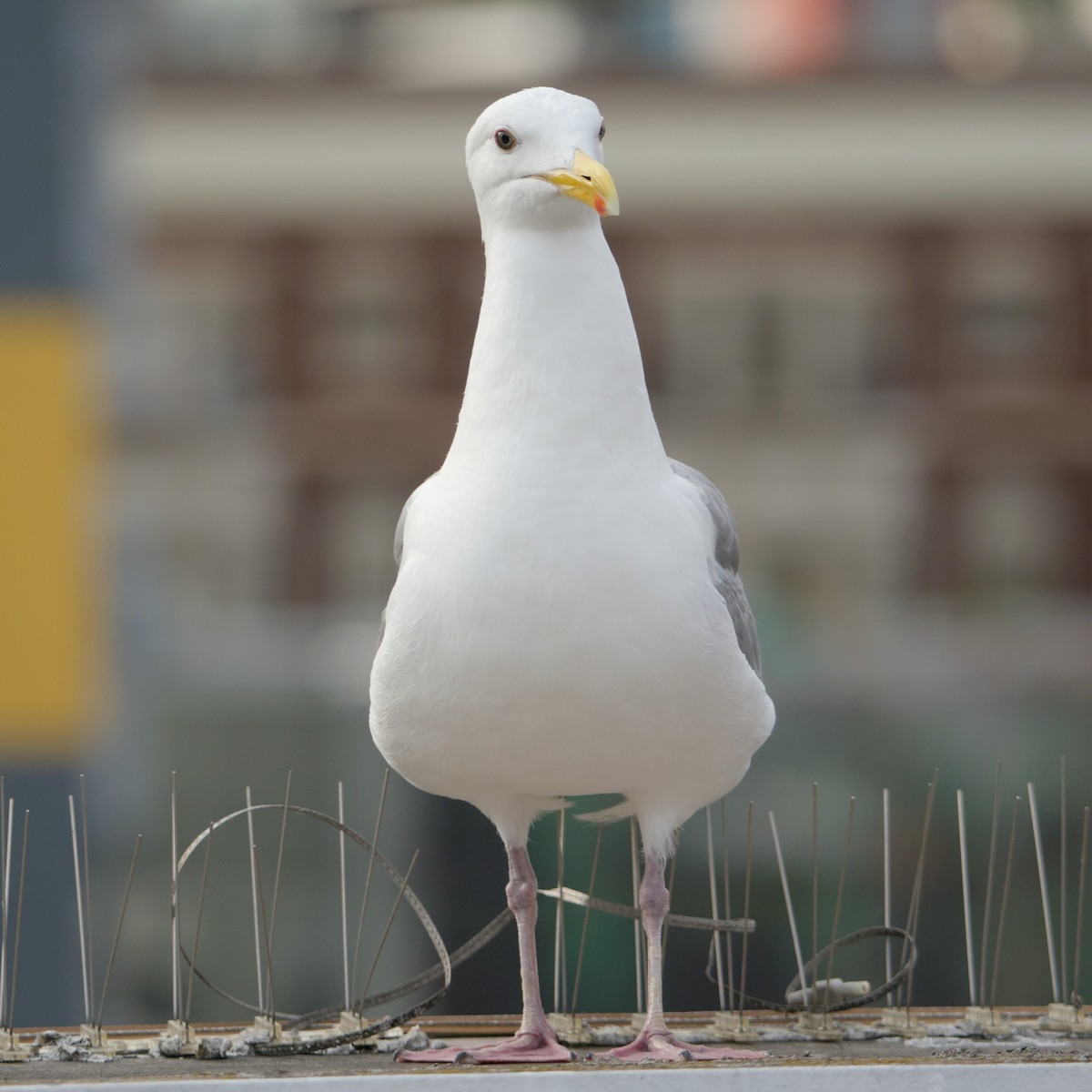 Серокрылая чайка - ML646935332