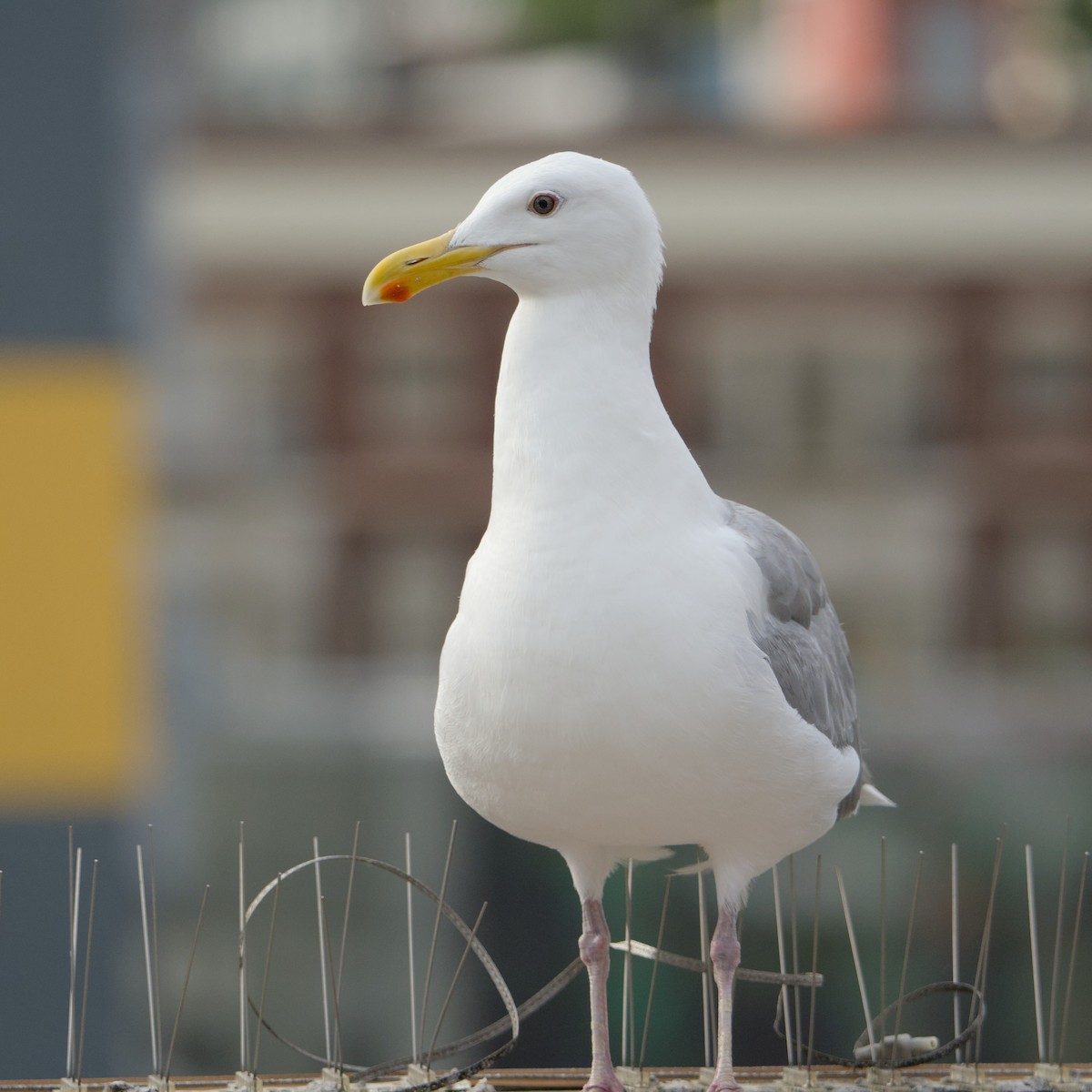 Серокрылая чайка - ML646935333