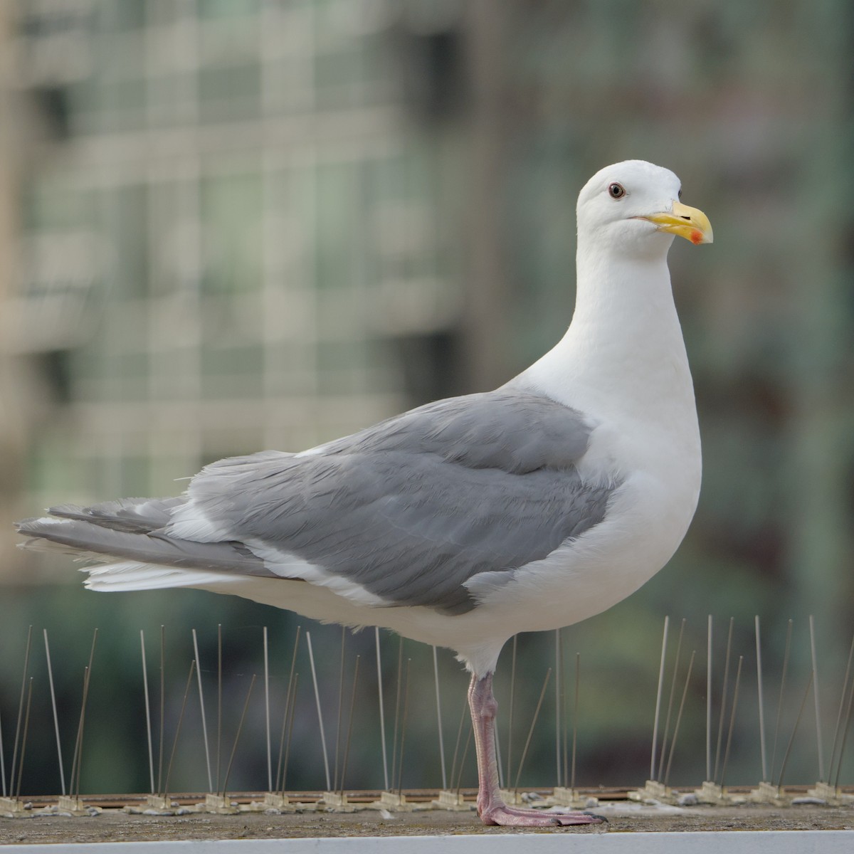 Серокрылая чайка - ML646935334