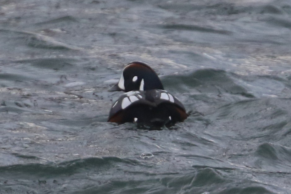 Harlequin Duck - ML646935338