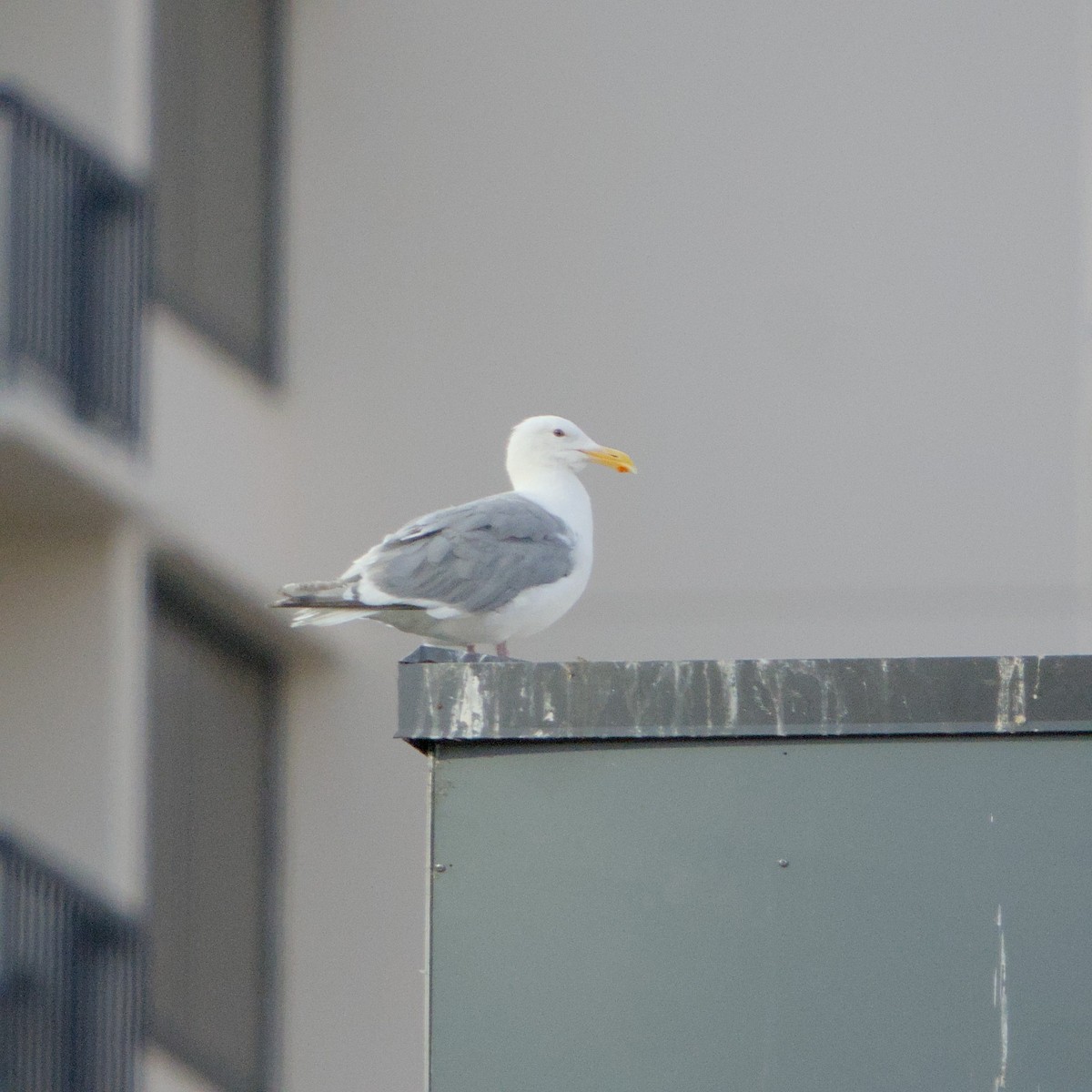 Серокрылая чайка - ML646935343