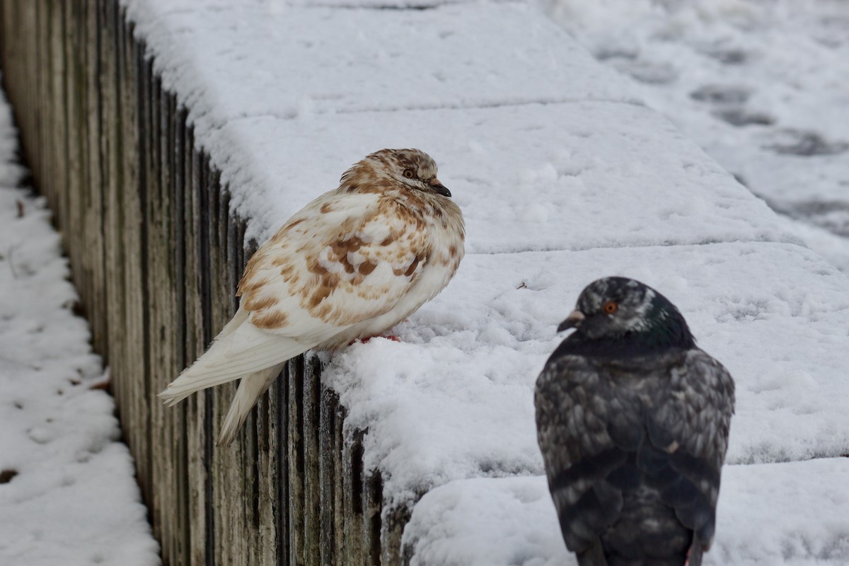 Rock Pigeon (Feral Pigeon) - ML646935347