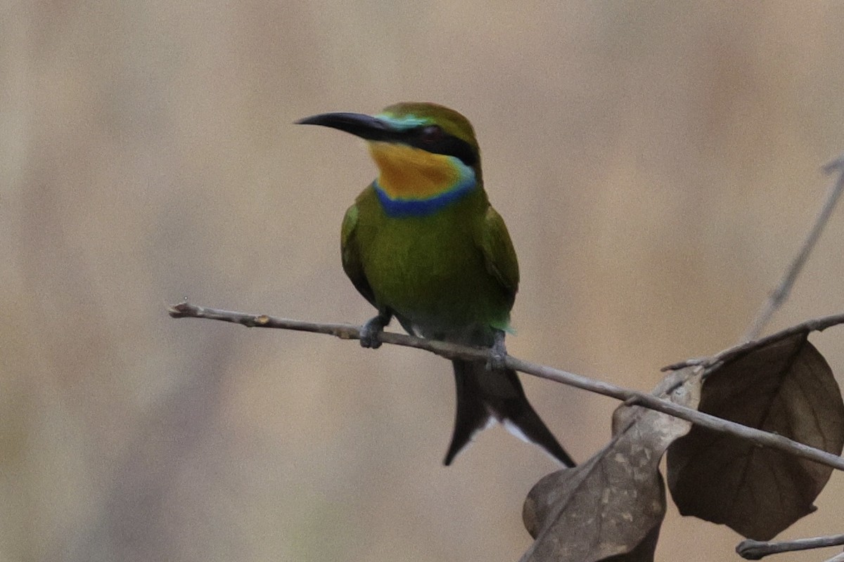 Abejaruco Golondrina - ML646935351