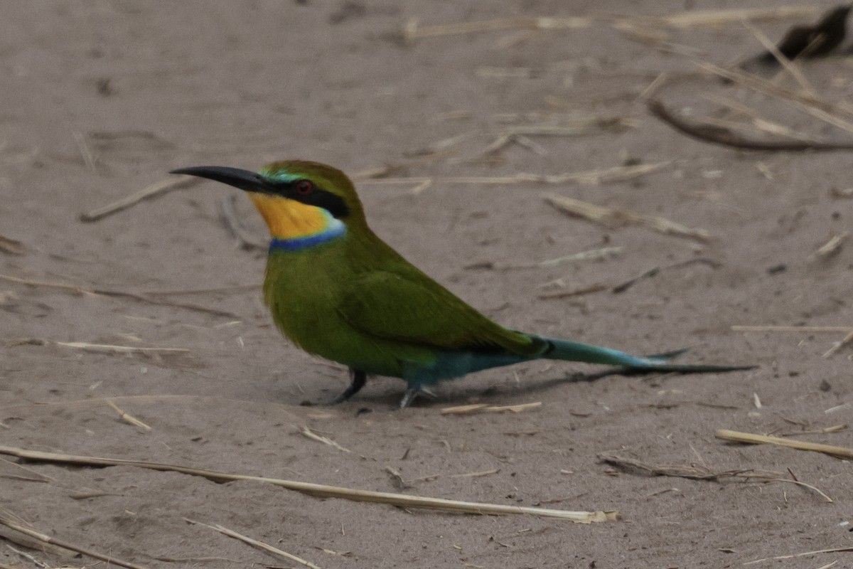 Abejaruco Golondrina - ML646935352