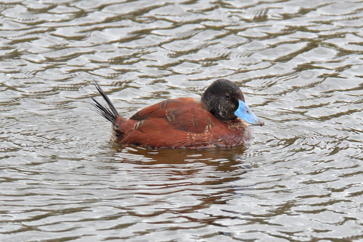 Malvasía Canela/Argentina - ML646935356