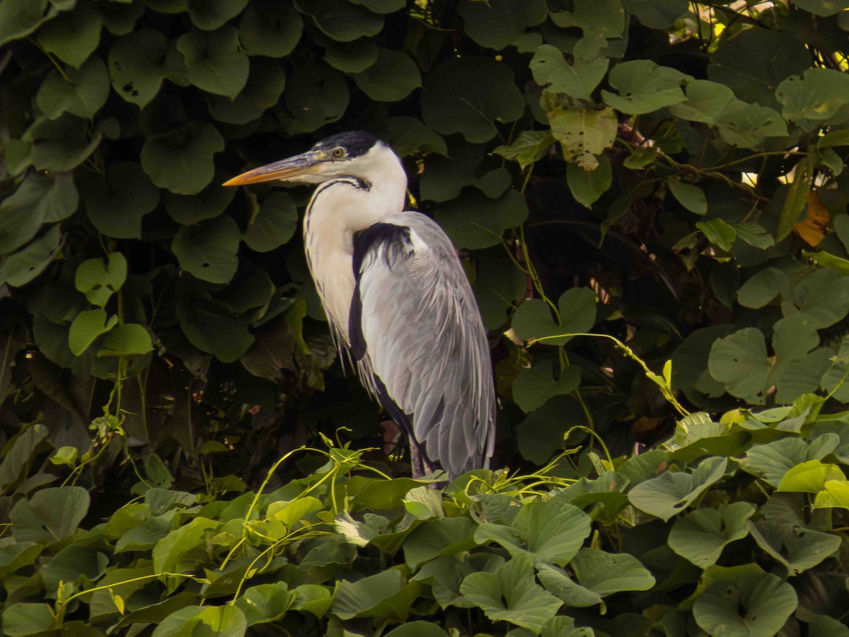 Cocoi Heron - ML646935357