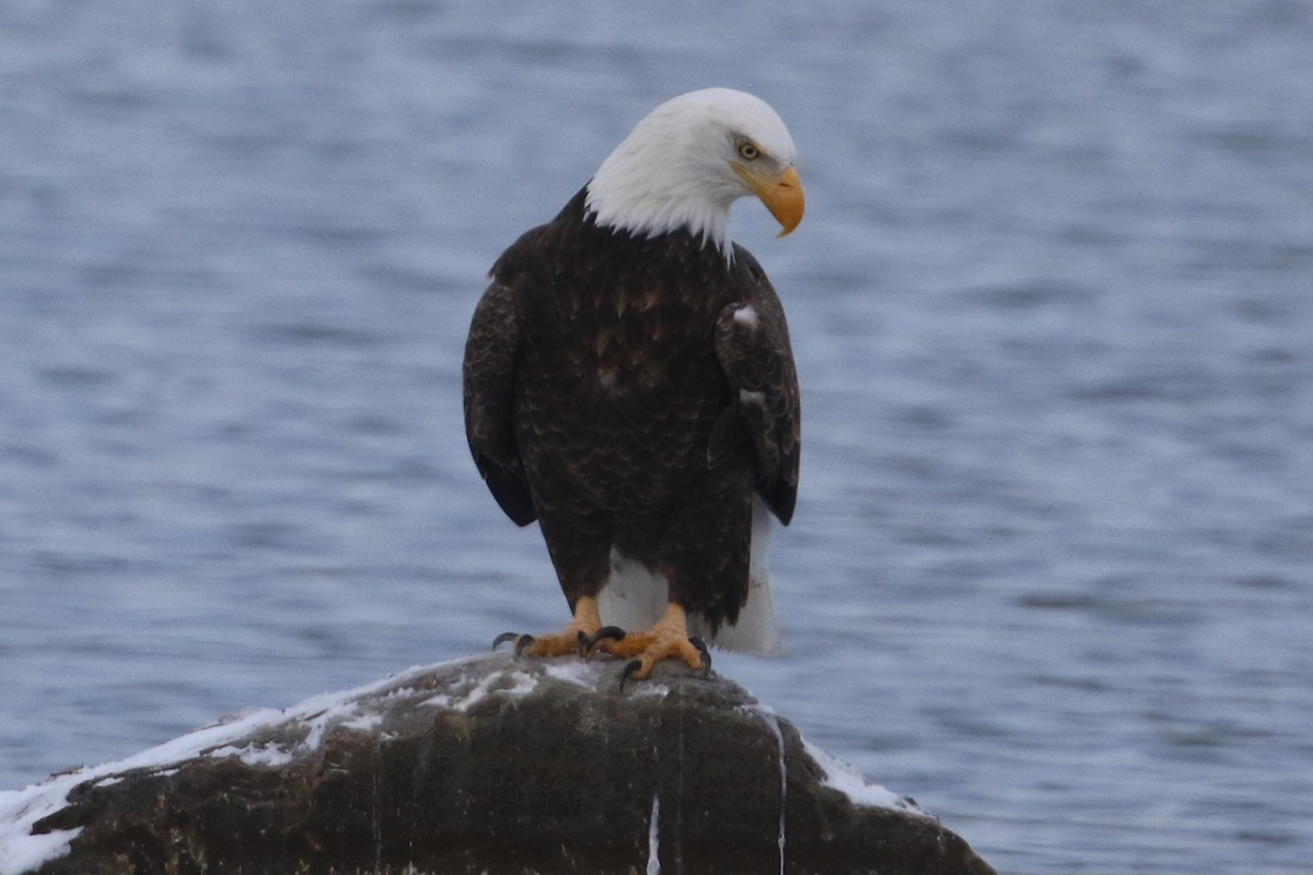 Bald Eagle - ML646935358