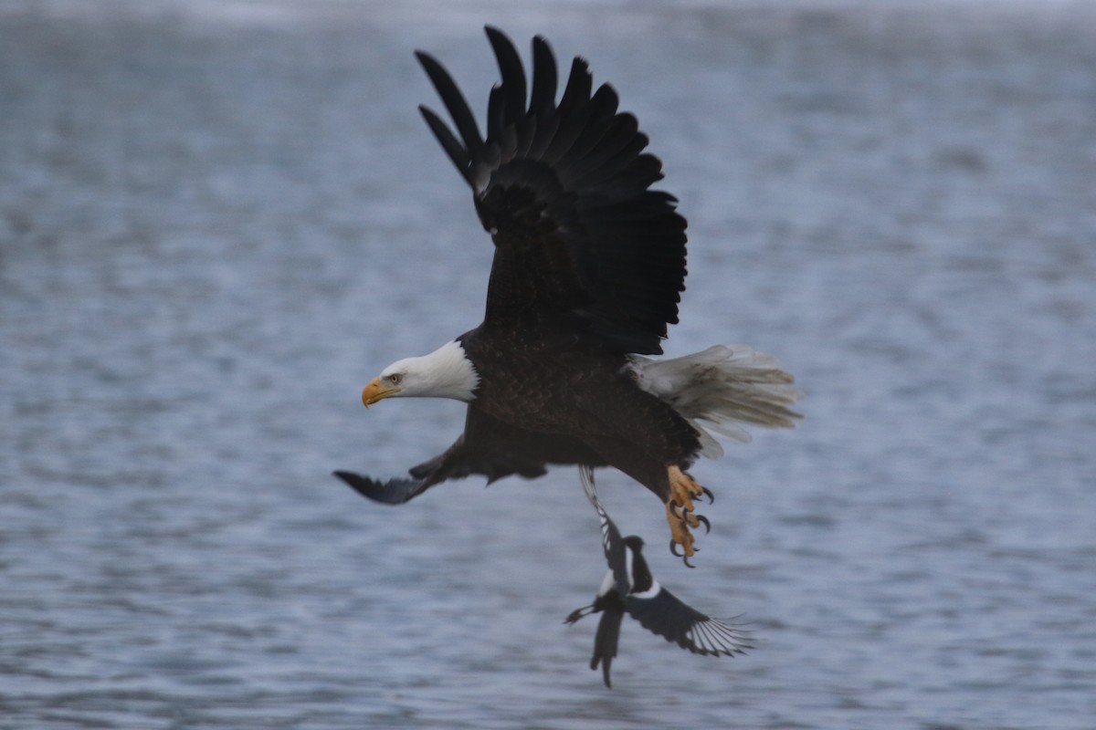 Bald Eagle - ML646935359