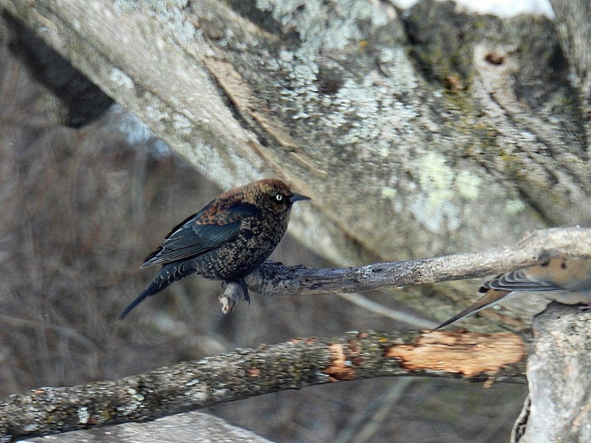Quiscale rouilleux - ML646935360