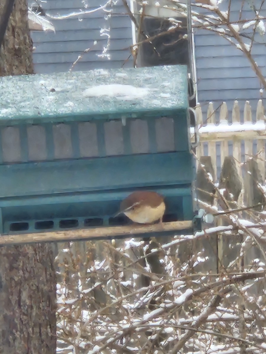 Carolina Wren - ML646935361