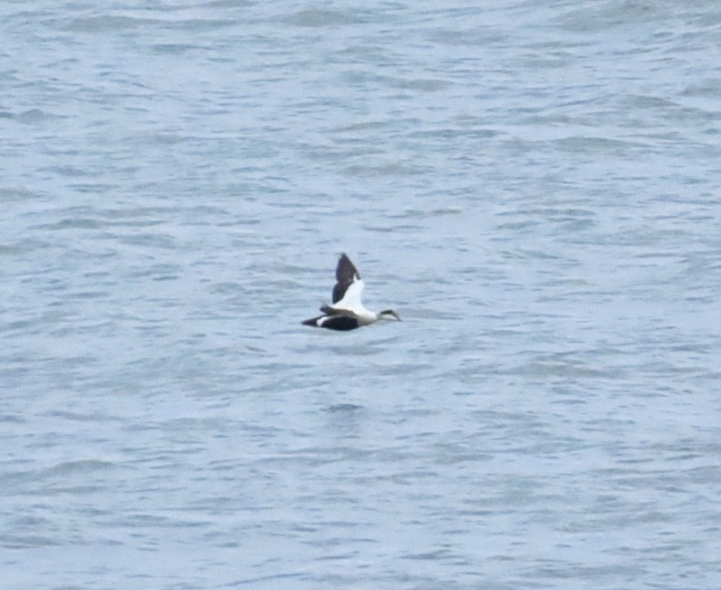 Common Eider (Dresser's) - ML646935362