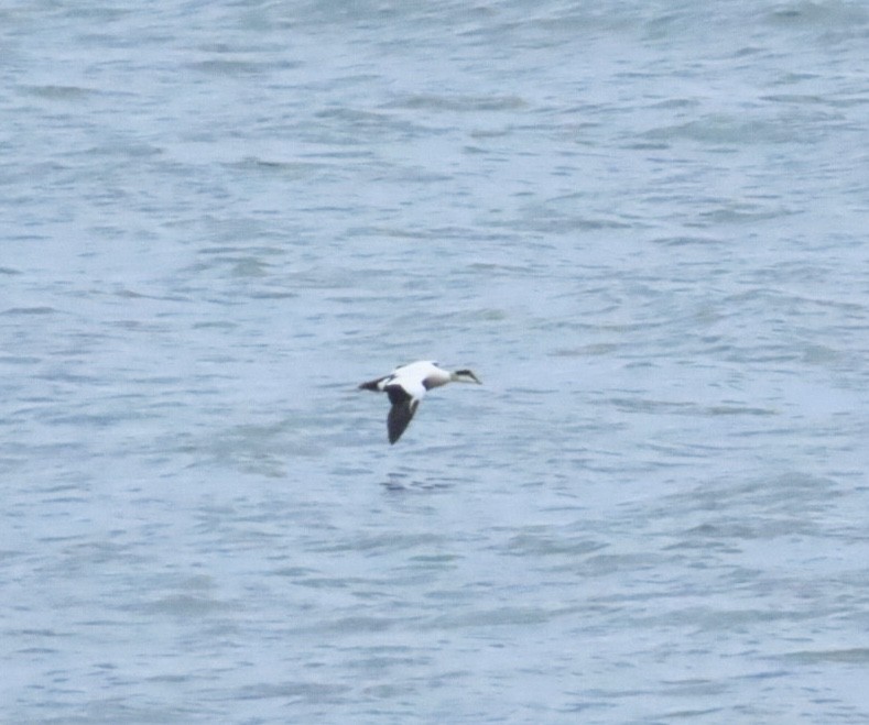 Common Eider (Dresser's) - ML646935363