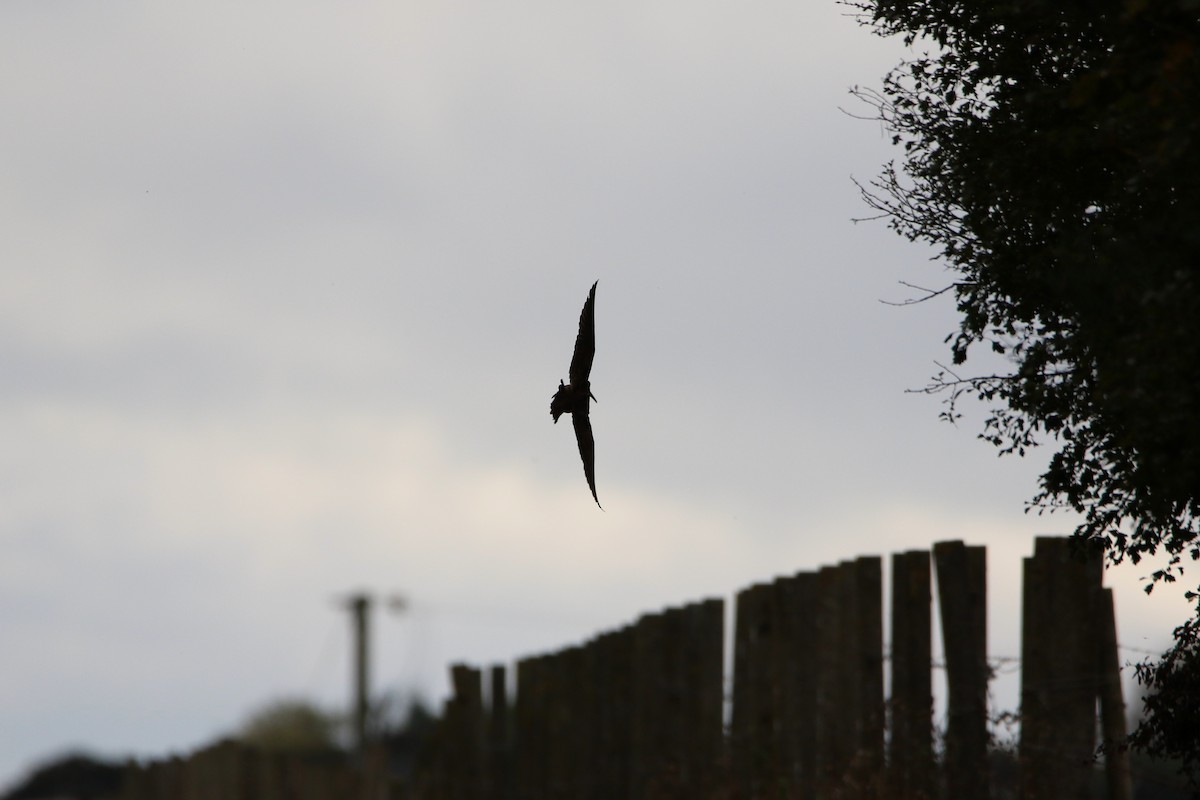 Eurasian Woodcock - ML646935364