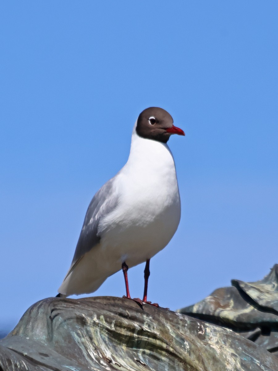 Black-headed Gull - ML646935365