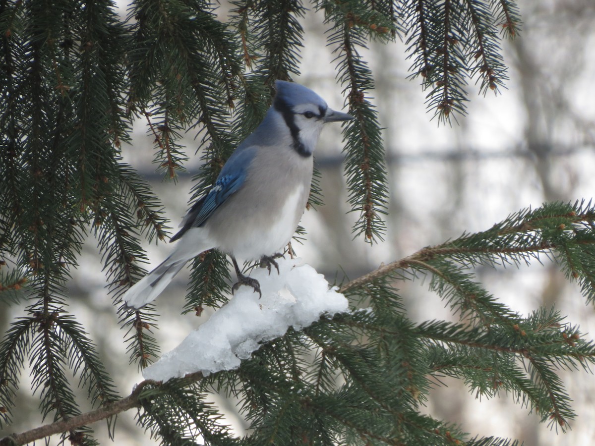 Blue Jay - ML646935366