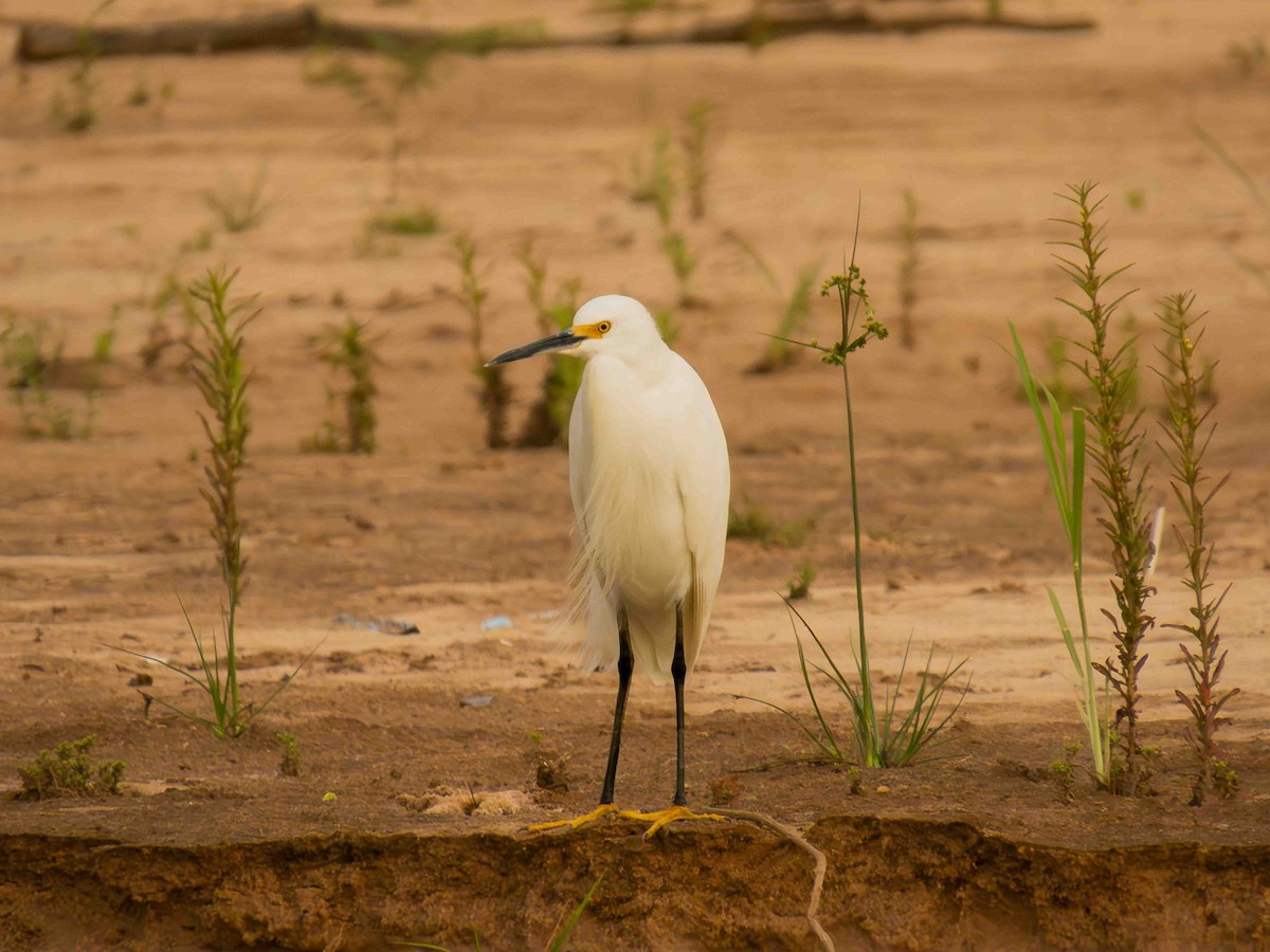 Snowy Egret - ML646935367