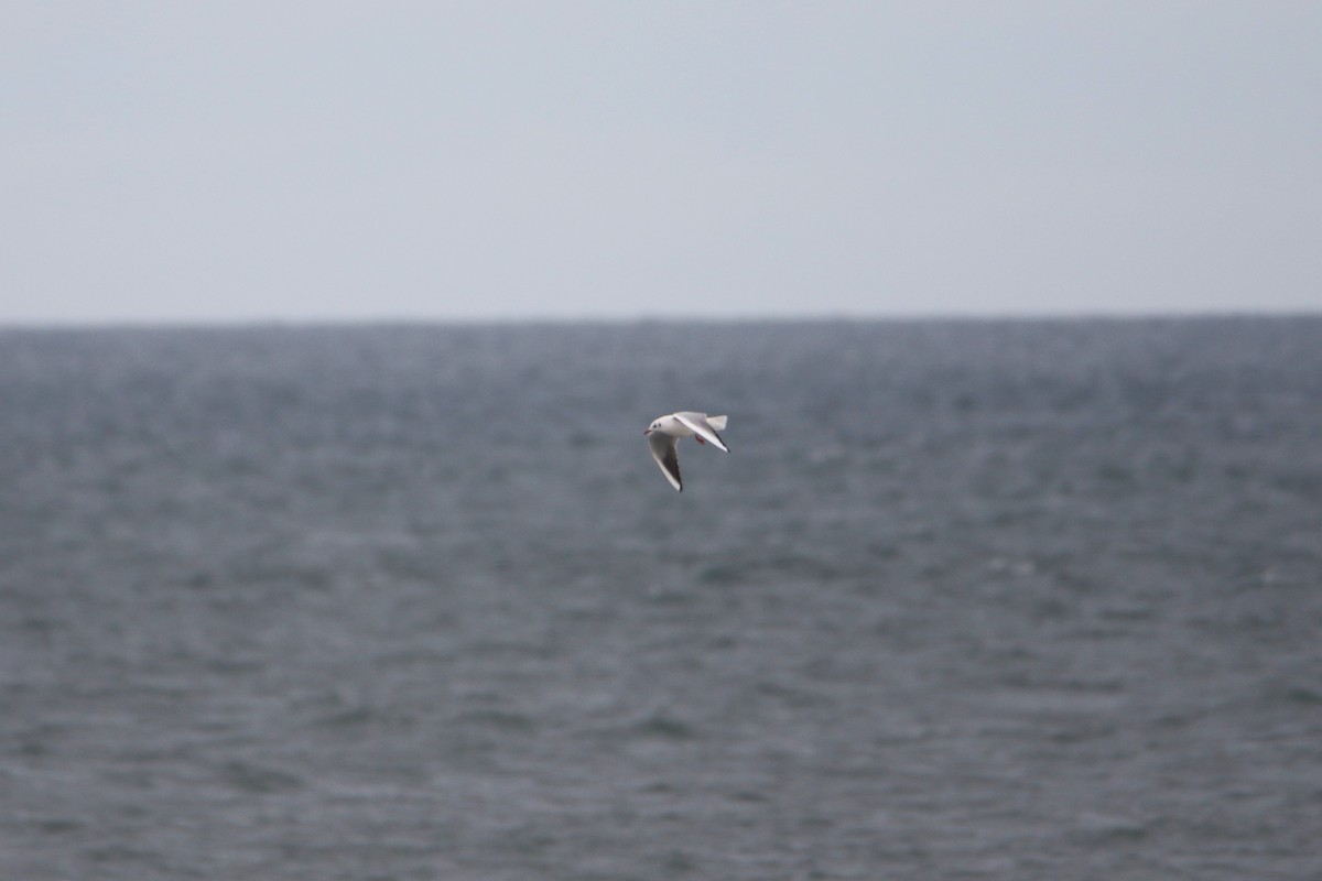 Black-headed Gull - ML646935368