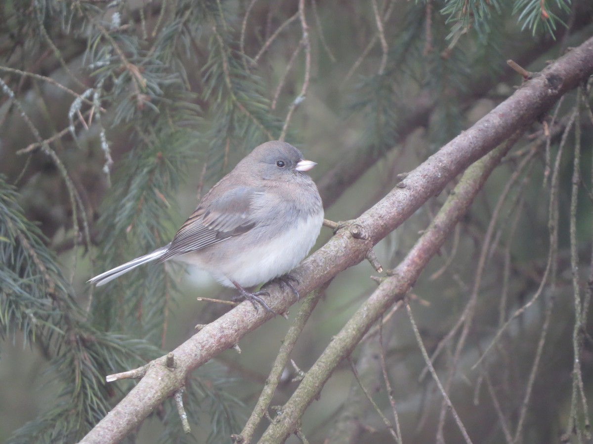Dark-eyed Junco - ML646935369