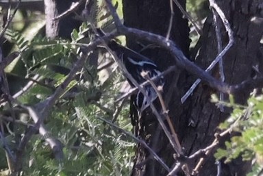 Black-and-white Warbler - ML646935370