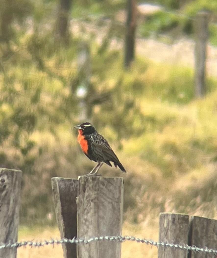 Peruvian Meadowlark - ML646935371