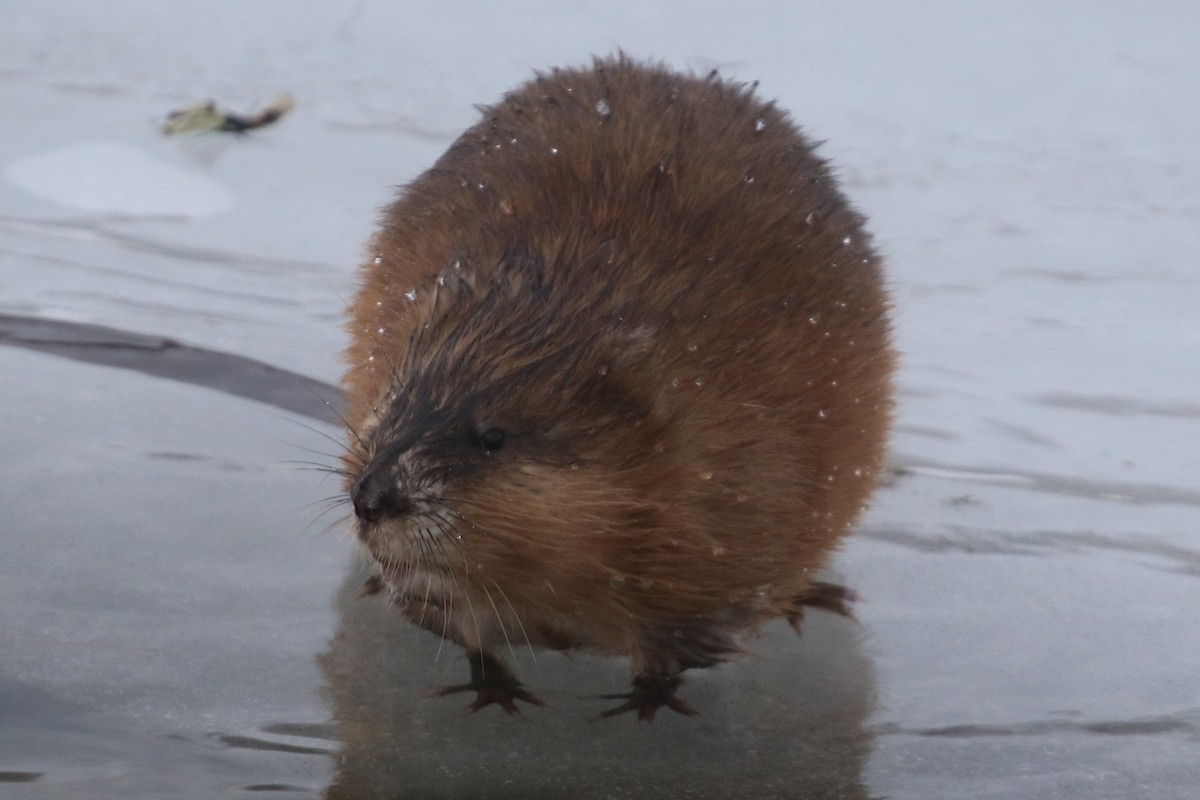 Muskrat - ML646935372