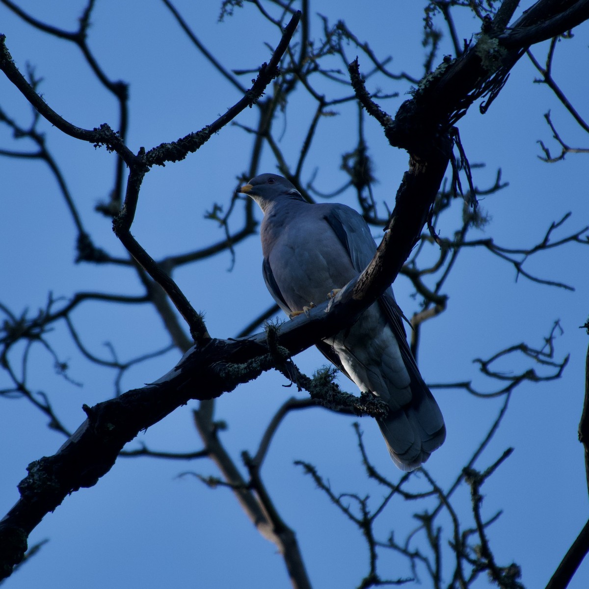 Band-tailed Pigeon - ML646935373