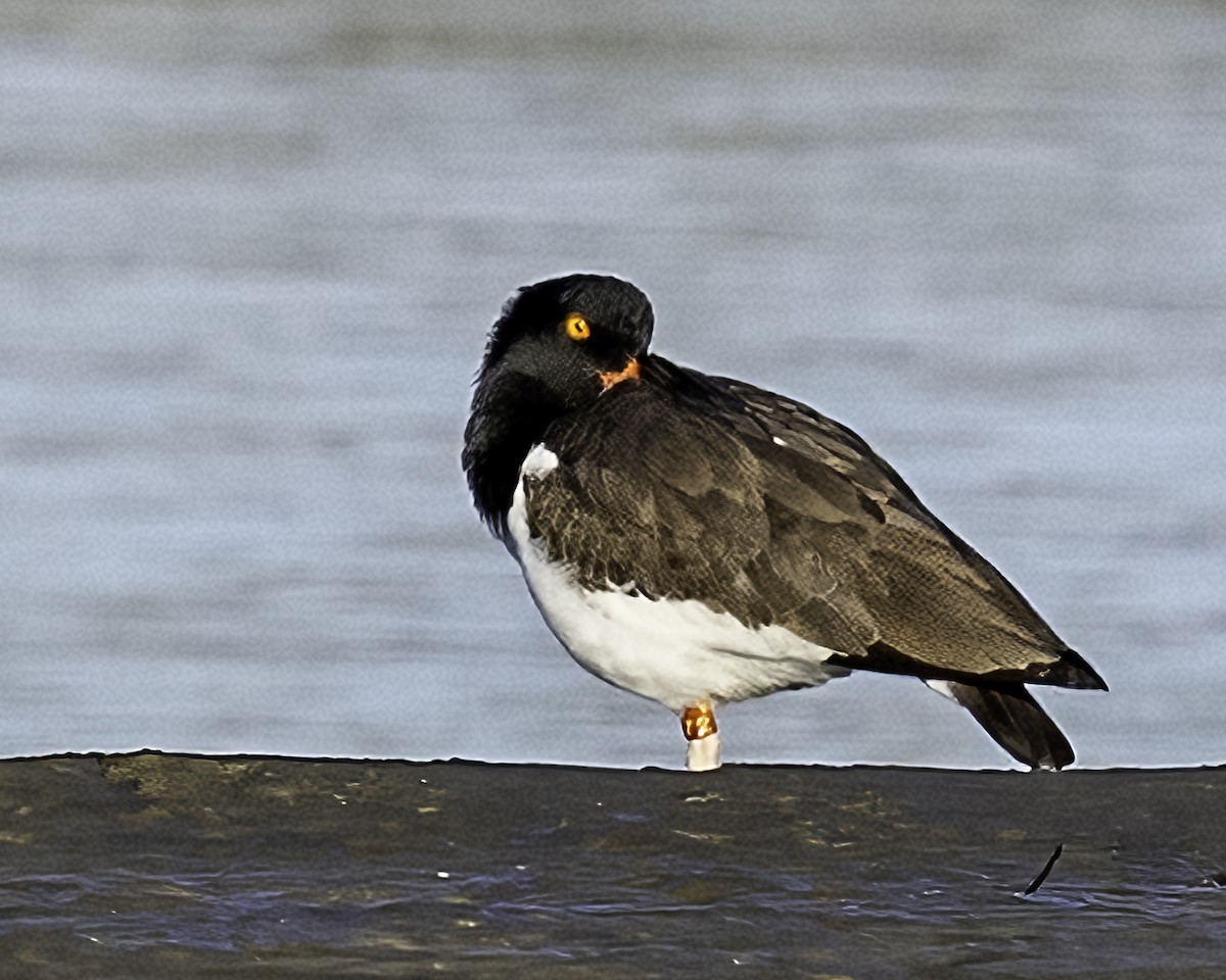 American Oystercatcher - ML646935374