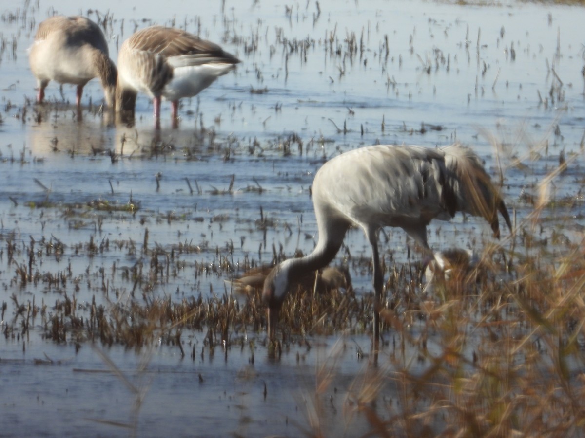 Graylag Goose - ML646935375