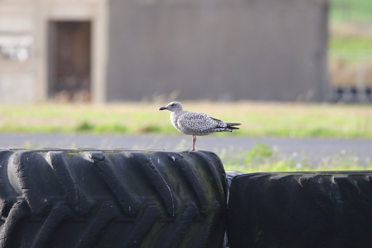 European Herring Gull - ML646935376