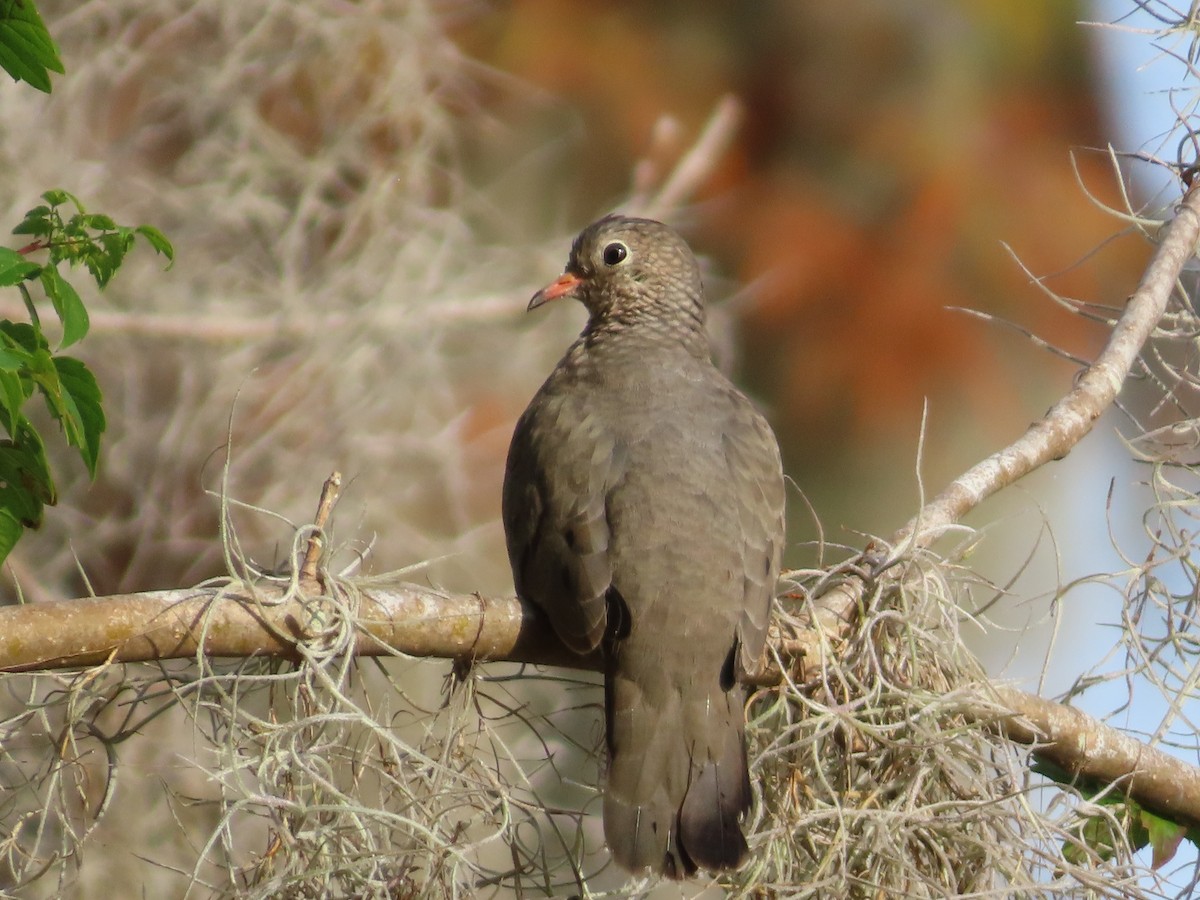 Common Ground Dove - ML646935378