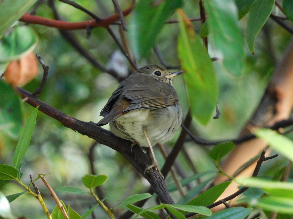 Hermit Thrush - ML646935379