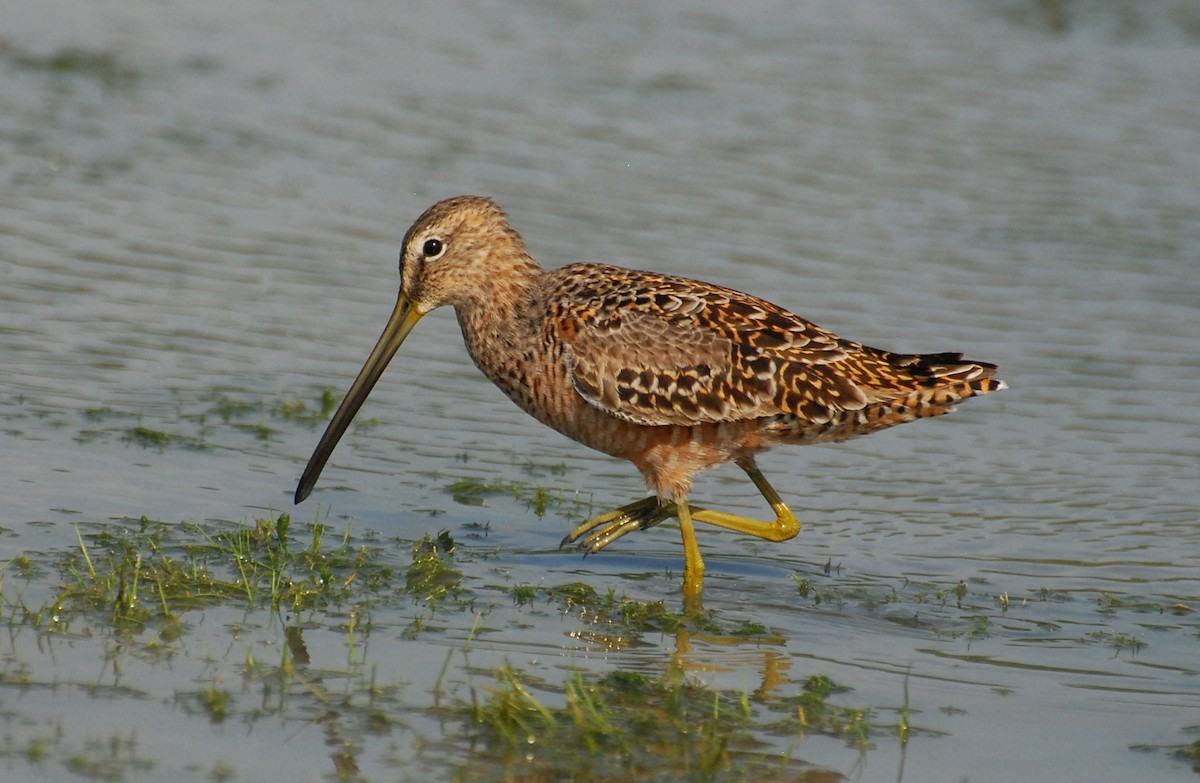 Long-billed Dowitcher - ML646935380