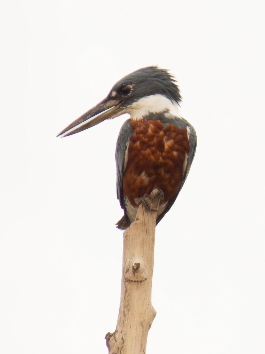 Ringed Kingfisher - ML646935381