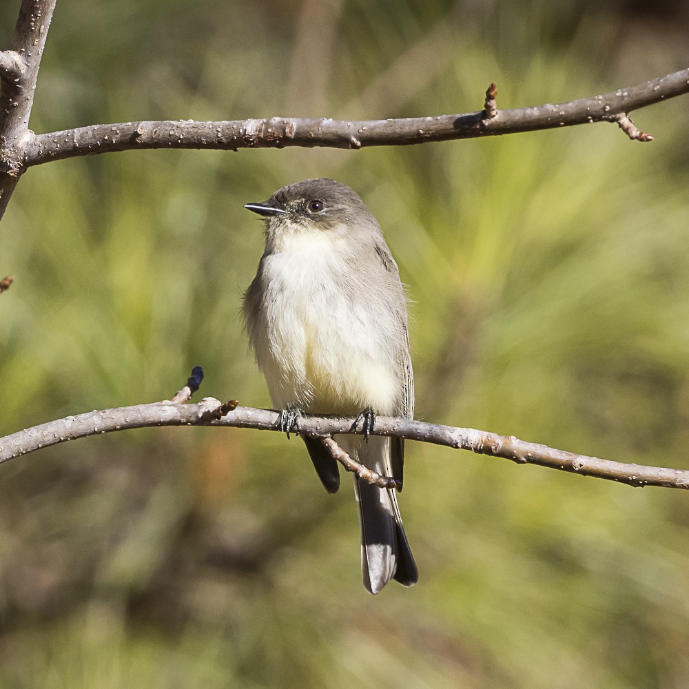 Eastern Phoebe - ML646935382