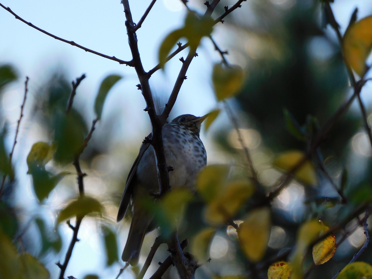 Hermit Thrush - ML646935383
