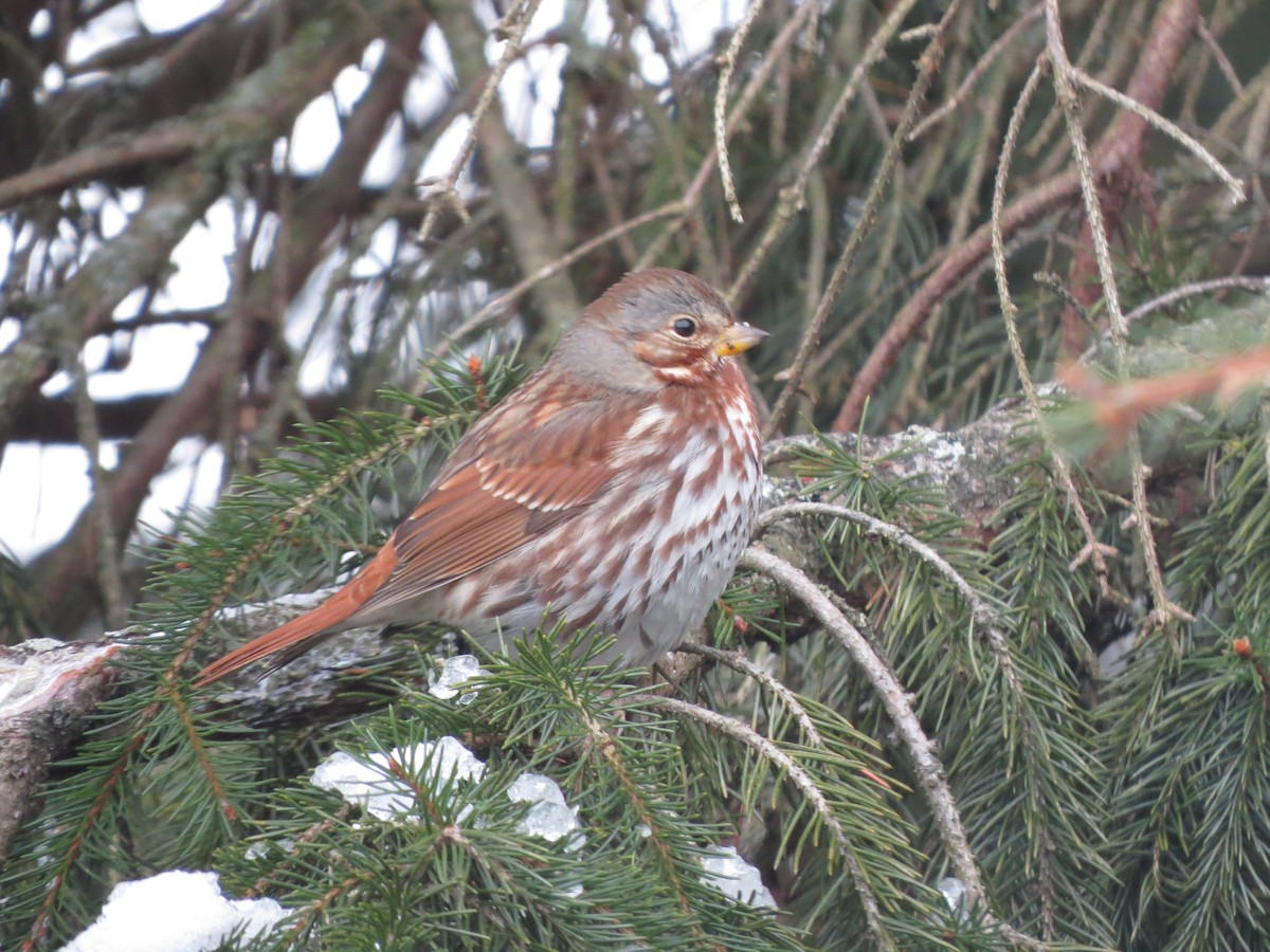 Fox Sparrow - ML646935384