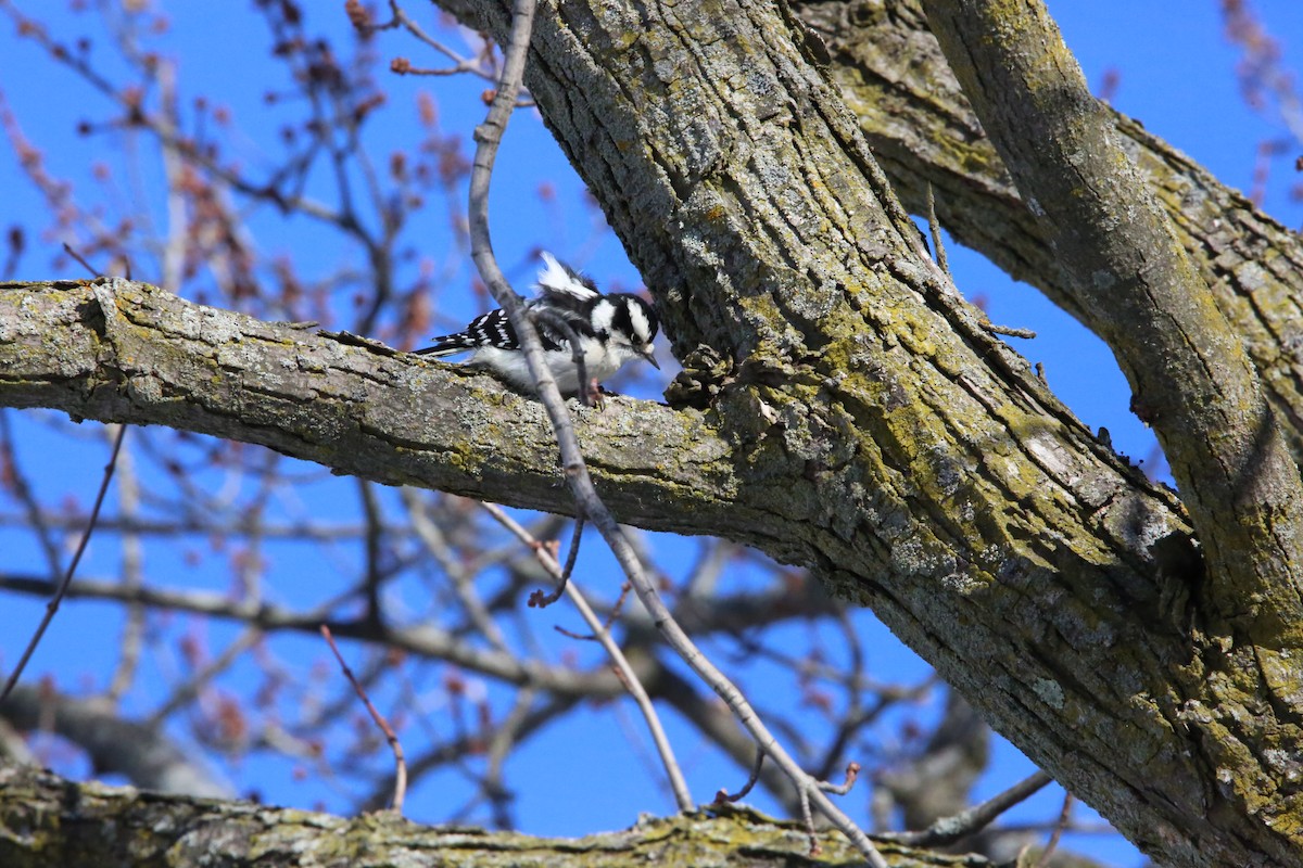 Downy Woodpecker - ML646935385