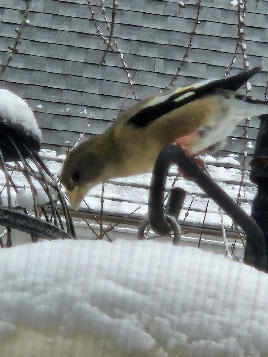 Evening Grosbeak - ML646935386